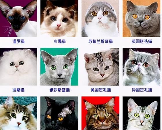 宠物猫的品种及价格大全,十大宠物猫排名图10