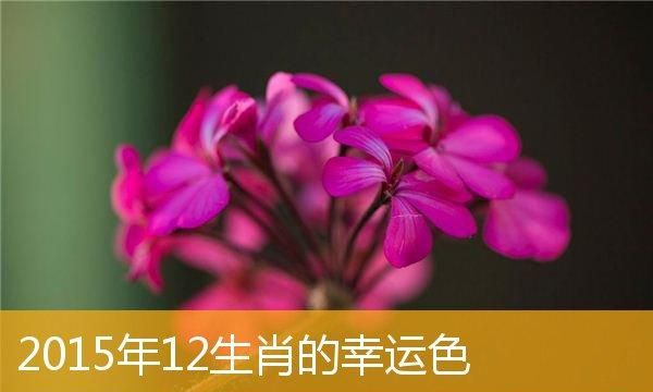 最正规的幸运色查询,怎么查看自己的幸运数字和颜色图7