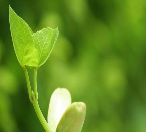 嫩芽的拼音,碧绿碧绿的嫩芽对图1