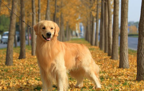 十大聪明名犬智商排名,十大聪明犬排名 前十名图5