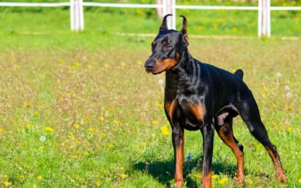 十大聪明名犬智商排名,十大聪明犬排名 前十名图6