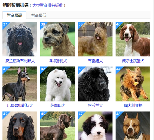 十大聪明名犬智商排名,十大聪明犬排名 前十名图12