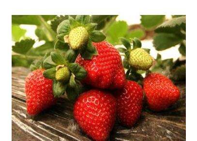 strawberry,strawberry什么牌子图2