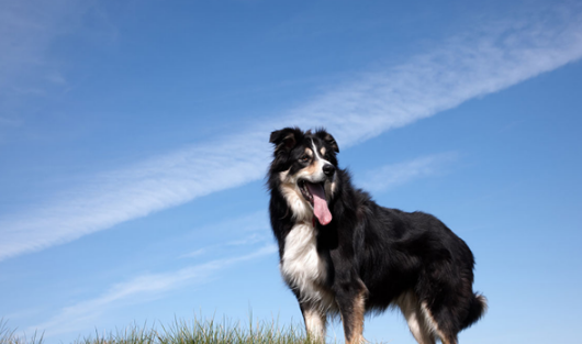 狗狗品种大全,犬的品种大全及名字图1