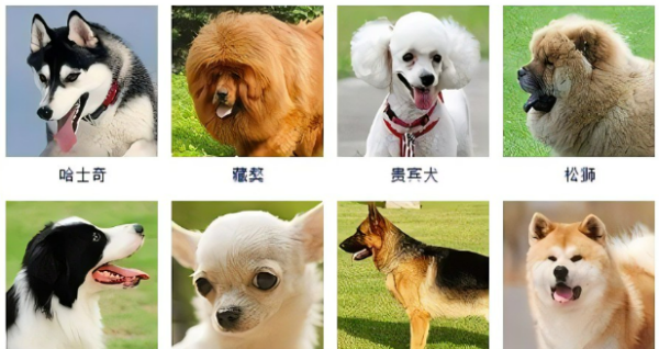 各类狗狗品种大全图片图片