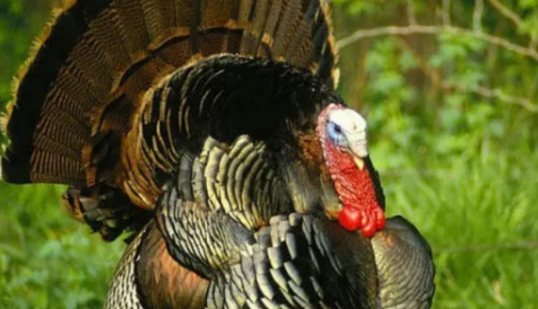 turkeys翻译,eat turkey还是eat turkeys图1