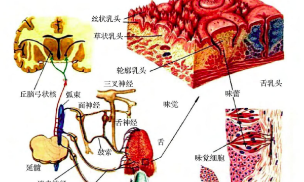 味的组词和部首,味的拼音和部首图3