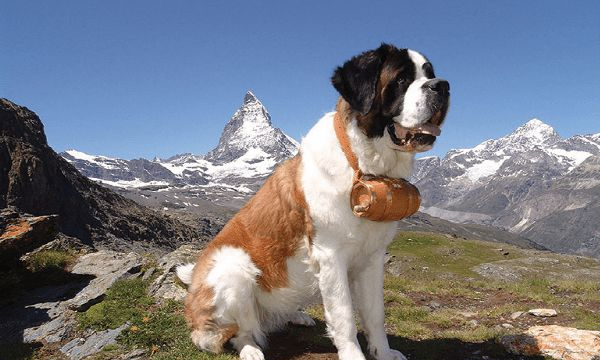 世界十大名犬 排行榜图片