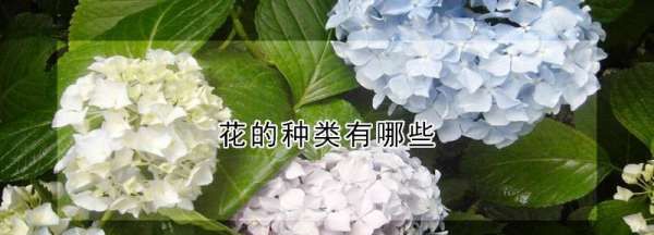 花的种类名称及,花的种类大全图9